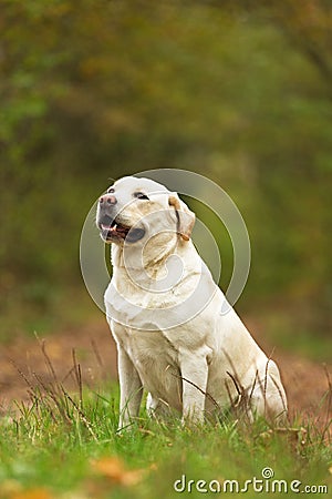 Happy pale yellow labrador sitting in autumn forest. Stock Photo