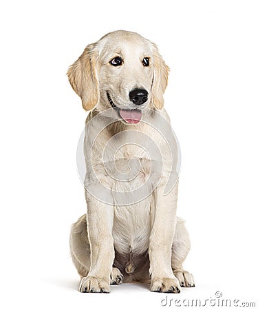 Happy Panting Puppy Golden Retriever looking away, four months old, isolated on white Stock Photo