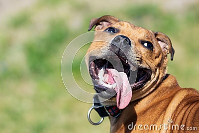 Happy panting Staffordshire bullterrier outdoors playing with tongue out. Animal and dog portrait. Copy space for text Stock Photo