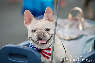 Happy parade dog in costume on July 4th. Stock Photo
