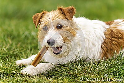 Happy pet dog puppy chewing, eating snack treat Stock Photo