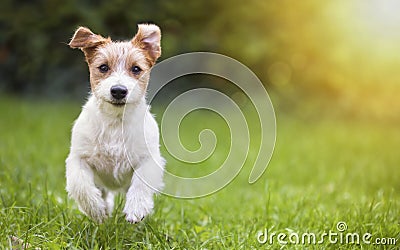 Happy pet dog puppy running in the grass Stock Photo