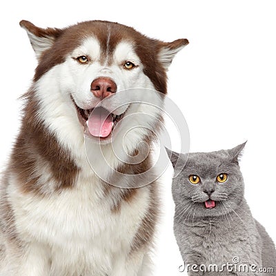 Happy pets. Husky dog and British cat Stock Photo
