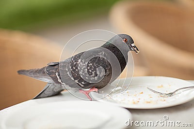 Happy pigeon eating a few crumbs, leftovers from the plate Stock Photo