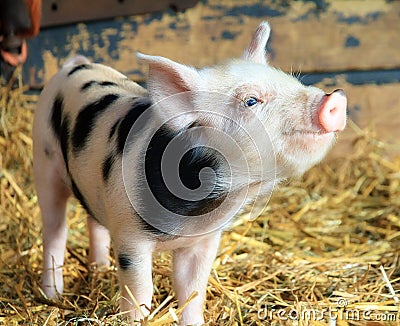 Happy piggy Stock Photo