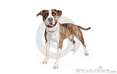 Happy Pit Bull Cross Standing Stock Photo