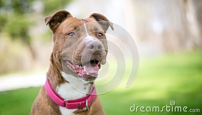 A happy Pit Bull Terrier mixed breed dog Stock Photo