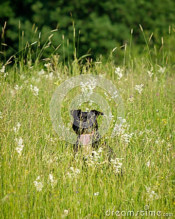 Happy pitbull hiding in a green lush meadow Stock Photo