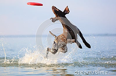 Happy, playful brown dog German shorthaired pointer is running and jumping on the water making splashes and waves. Stock Photo