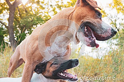 Happy playful dogs in the nature. Stock Photo