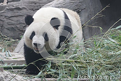 Close up Gianty Panda, Beijing, China Stock Photo