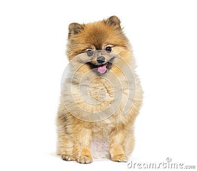 Happy Pomeranian panting, looking at the camera, isolated on white Stock Photo