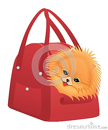 Happy Pomeranian spitz Vector Illustration