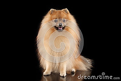 Happy Pomeranian Spitz dog Stock Photo