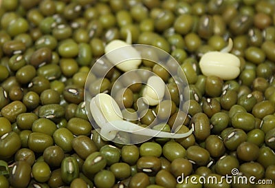Happy positive emotion healthy fresh diet concept. Germinated mung bean seeds like a smiley face Stock Photo