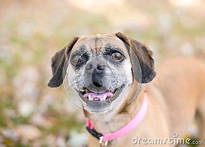 A happy Pug x Beagle or Puggle mixed breed dog Stock Photo