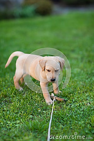 Happy puppy dog running on playground green yard. Yellow Labrador Retriever. Sunny day Stock Photo