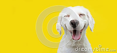 Happy puppy dog smiling on isolated yellow background Stock Photo