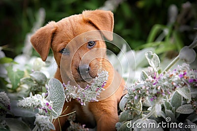 Happy puppy Stock Photo
