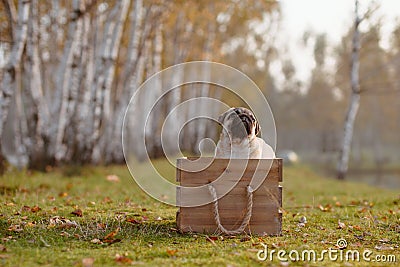 A happy puppy pug sitting in a wooden box Stock Photo