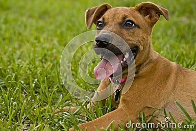 Happy Puppy Stock Photo