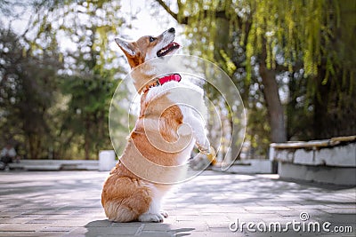 Happy purebred Welsh Corgi dog it stands on two legs, fulfilling the command of the obedience of its master, in spring in the par Stock Photo