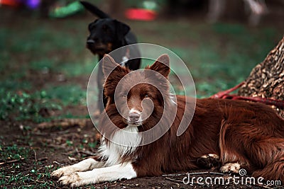 Happy red dog border collieo Stock Photo