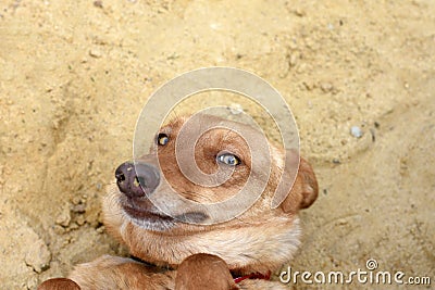 Happy red dog lies on the sand. Stock Photo