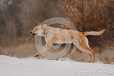 Happy red mixed breed dog running outdoors in winter Stock Photo