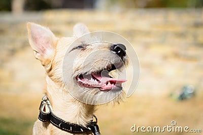 Happy red puppy dog Stock Photo