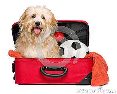 Happy reddish Bichon Havanese dog in a red traveling suitcase Stock Photo