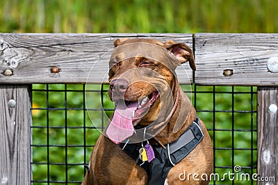Happy rescue dog, with a smile on his face and tongue sticking out, sitting on a dock Stock Photo