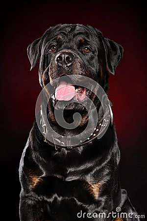 Happy Rottweiler dog Stock Photo