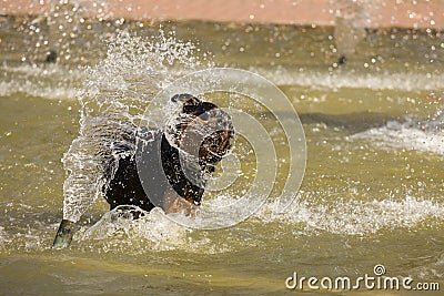 Happy Rottweiler Playing in the Water Fountain Stock Photo