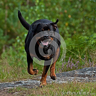 Happy Rottweiler running Stock Photo