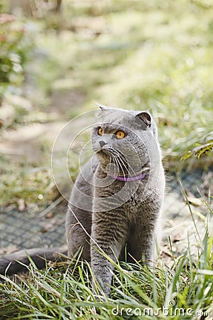 Happy Scottish Fold cat in the yard. Stock Photo