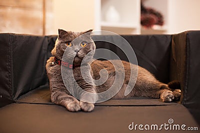 Happy scottish fold laying on her bed Stock Photo