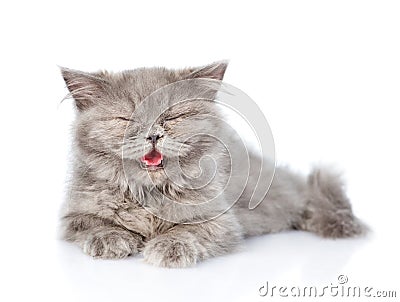 Happy Scottish highlander cat. isolated on white background Stock Photo