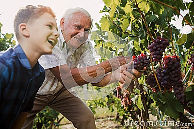 Senior is picking grapes with his grandson Stock Photo