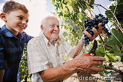 Senior is picking grapes with his grandson Stock Photo