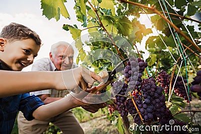 Senior is picking grapes with his grandson Stock Photo