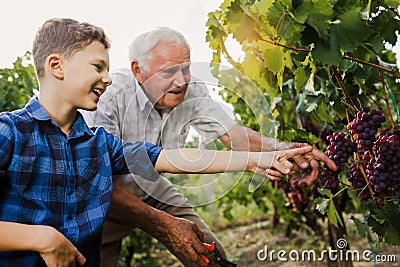 Senior is picking grapes with his grandson Stock Photo