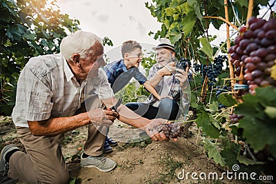 Senior is picking grapes with his son and grandson Stock Photo