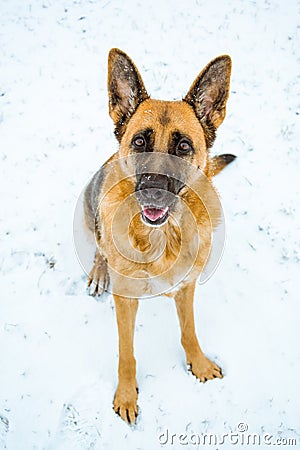 Happy shepherd dog looking at camera Stock Photo