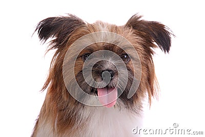 Happy shih tzu puppy face Stock Photo