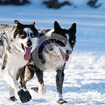 Happy Siberian Huskies in Yukon Quest Stock Photo
