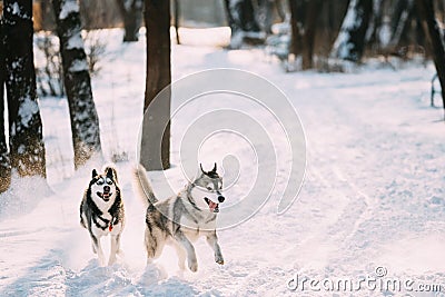Happy Siberian Husky Dogs Running Together Outdoor In Snowy Park Stock Photo