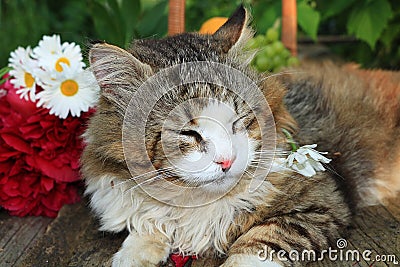 Happy sleeping country cat in daisies in summer on a wooden table. Stock Photo