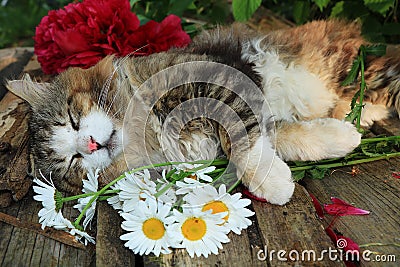 Happy sleeping country cat in daisies in summer on a wooden table. Stock Photo