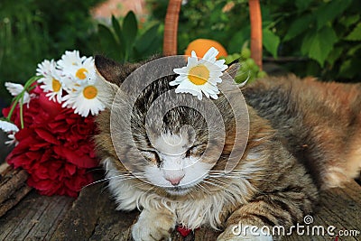 Happy sleeping country cat in daisies in summer on a wooden table. Stock Photo